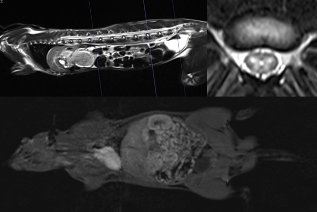 MRI検査による臓器保護の動物実験の画像
