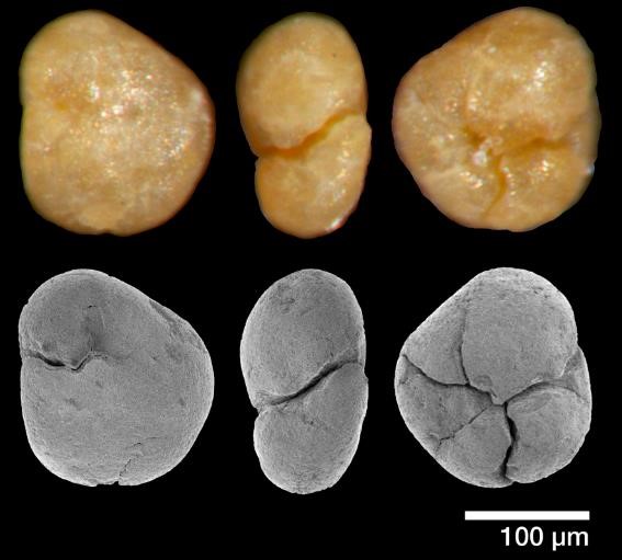 図9　底生有孔虫化石の写真．の画像