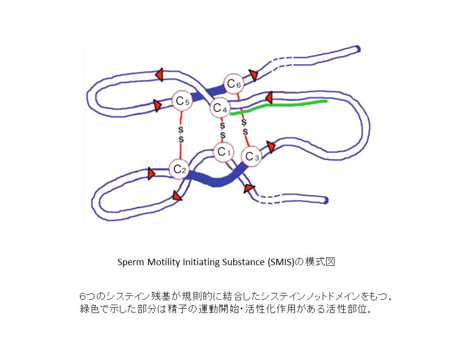 Sperm Motility Initiating Substance(SMIS)の模式図の画像