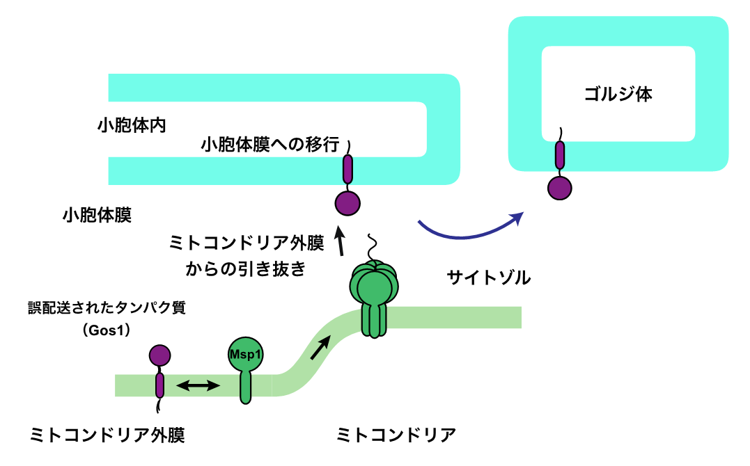 図2  Msp1による，ミトコンドリア外膜に誤配送されたタンパク質（Gos1）の配送やり直しとゴルジ体への正常な配送の画像
