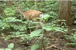 白神山地に侵入するニホンジカの画像