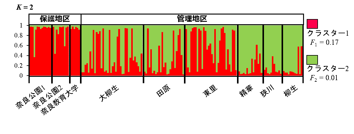 図2. 核SSRの遺伝子型データを使用した集団構造解析の結果。集団構造解析は各個体の遺伝的組成を示す棒グラフ集合であり、各個体が2つのクラスター（遺伝的グループ）に属する確率を示している。保護地区ではクラスター1（赤）の要素が強い個体が多い一方で、管理地区ではクラスター１（赤）、２（緑）のそれぞれの要素が強い個体が多いことが分かる。の画像