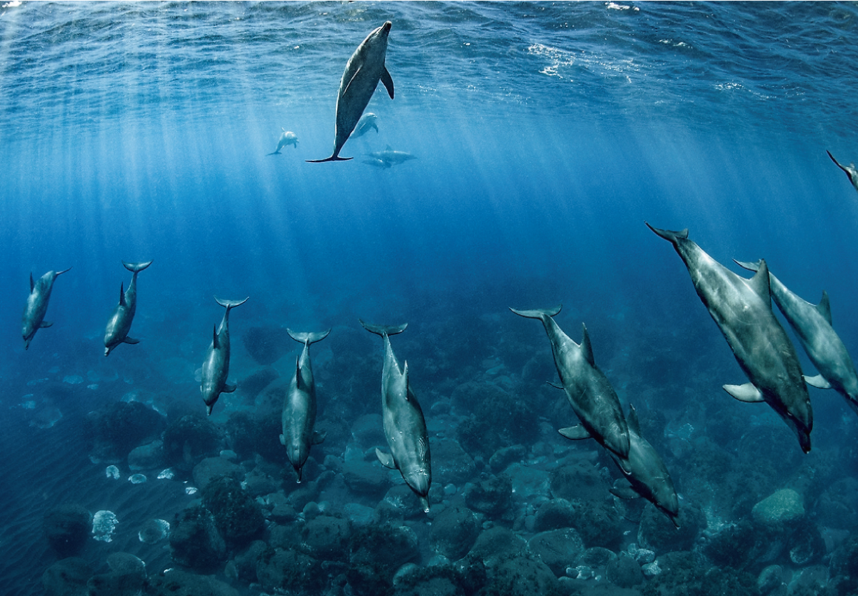 作品『Dolphin Line』の画像