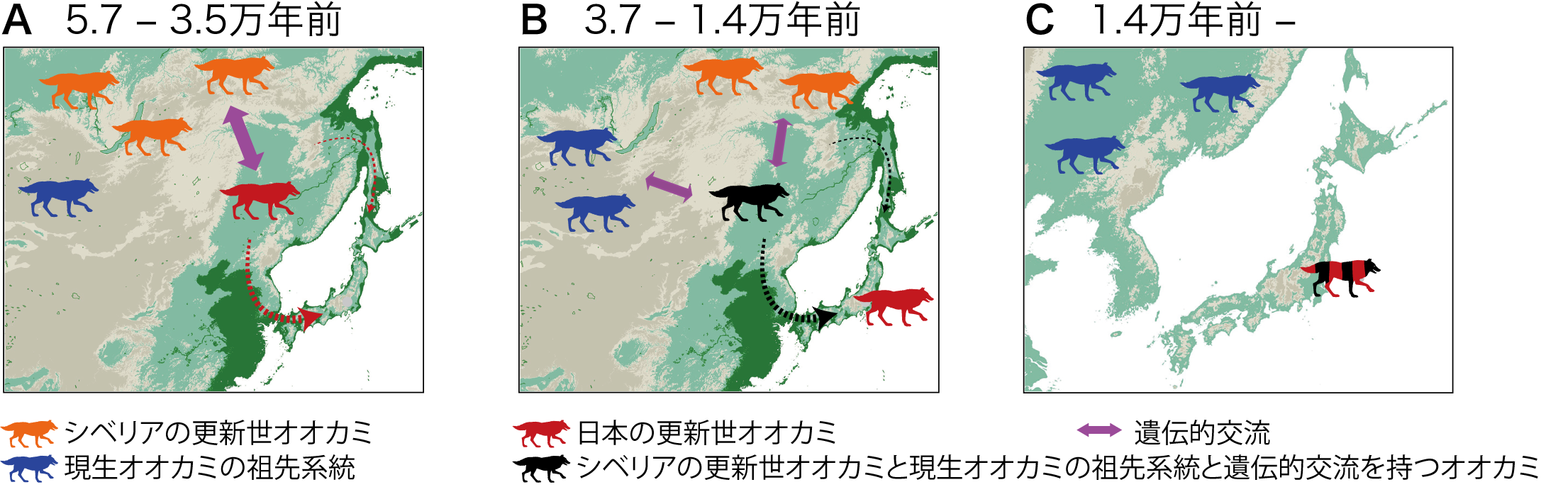 図５　本研究結果から推定されたニホンオオカミの起源
(A) 日本の更新世オオカミは5万7000年前～3万5000年前の間に日本列島に移動した。
(B）シベリアの更新世オオカミと現生オオカミの祖先系統と遺伝的交流を持つオオカミが、約3万7000年前～1万4000年前の間に日本列島に移動した。
(C）交雑の結果、複数のオオカミ系統のゲノムを持つニホンオオカミが成立した。最終氷期以降、日本列島のオオカミは大陸のオオカミから地理的に完全に隔離され、本州・四国・九州で生存していたが、1900年代初頭に絶滅した。
　色の異なるオオカミは異なる集団を示す。破線の矢印は、北または南からの移動経路の可能性を示している。表示されている日本地図は、最終氷期最盛期の海や海岸線の地形を反映している。地図の緑の部分は大陸氷塊の蓄積により海面が120 m低下した場合の陸域を示している。の画像