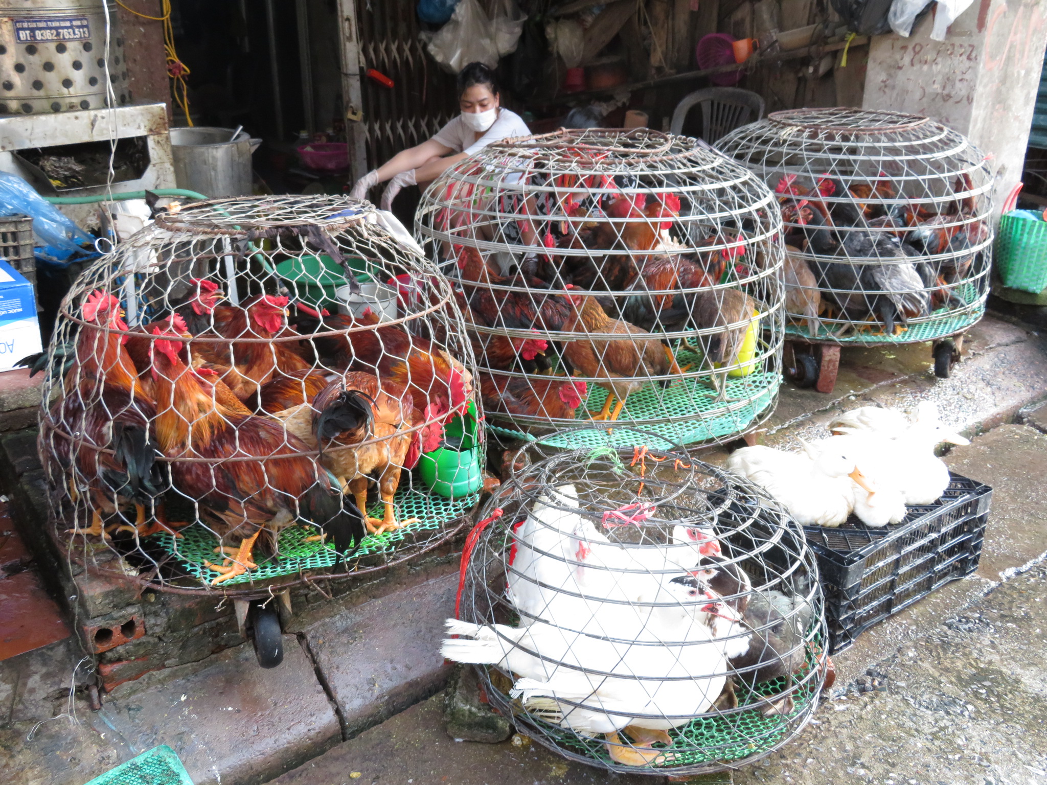 市場の鶏とアヒルの画像