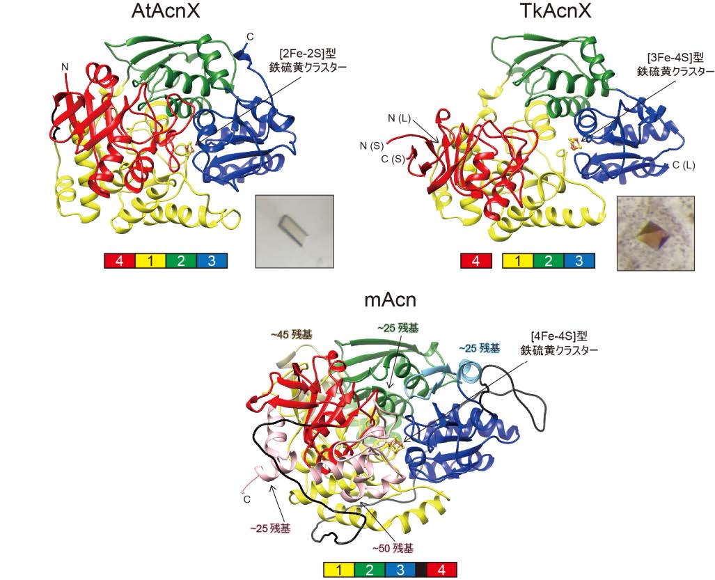 図　AtAcnXとTkAcnXの立体構造とmAcnとの比較の画像