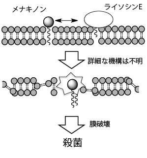 図2：ライソシンEの殺菌機構の画像