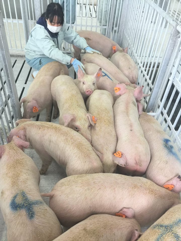 大学附属農場への肥育豚の導入の画像