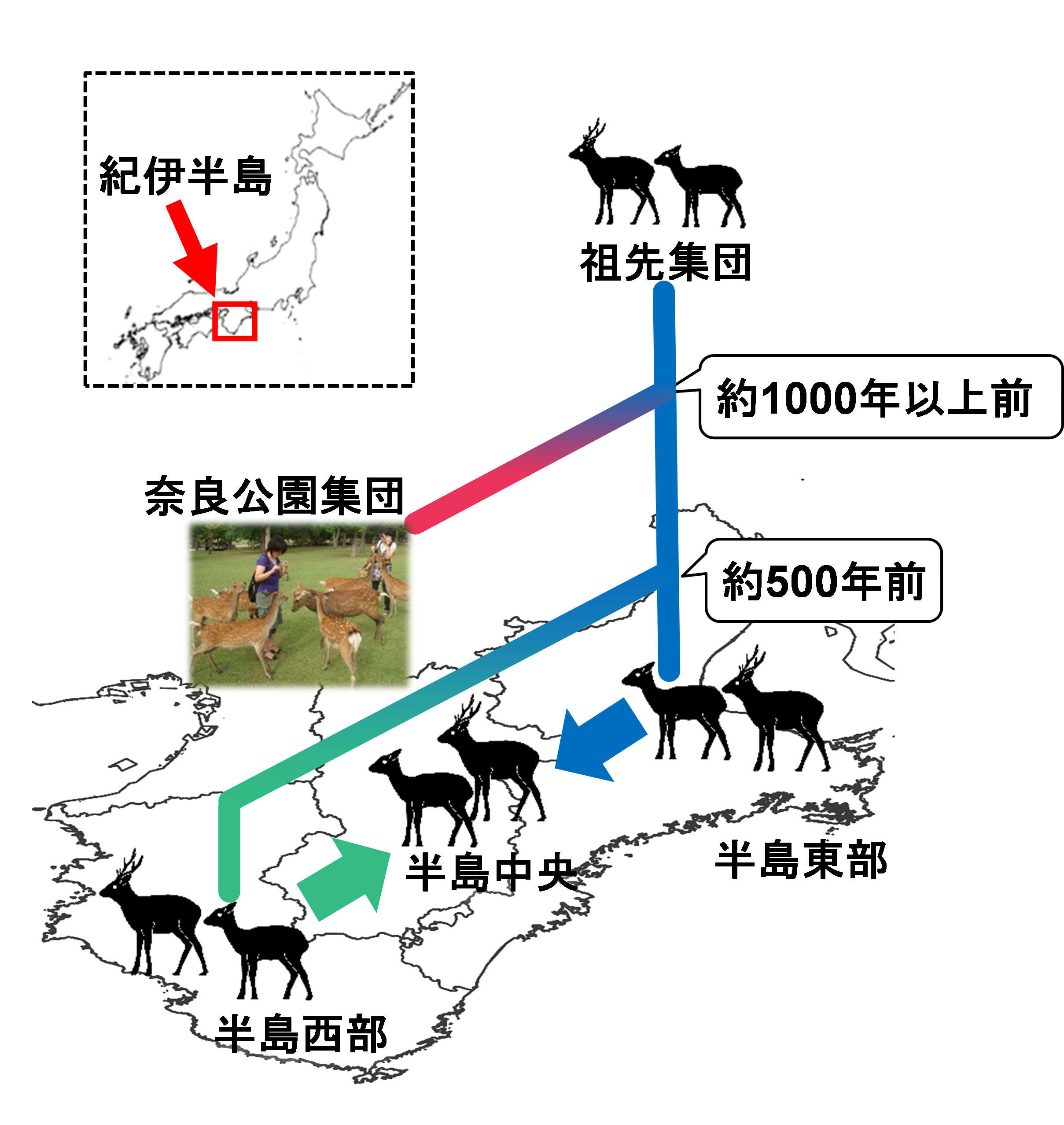 図１. 本研究から明らかになった紀伊半島のニホンジカの個体群動態史の概要図の画像