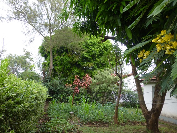 ゲストハウスの畑と隣家のマンゴーの大木の画像