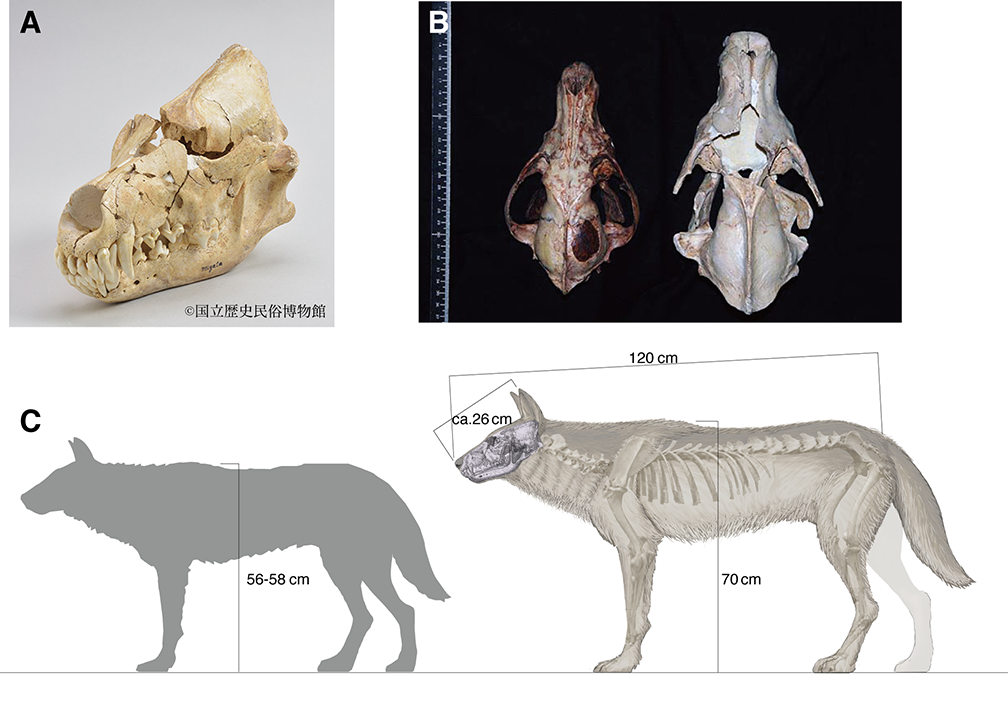 図２　本研究で分析した本州に生息していた更新世オオカミとニホンオオカミ
(A) 今回分析した栃木県産の更新世オオカミの頭骨
(B) 神奈川県で捕獲された標準的なニホンオオカミの標本 (Canis lupus hodophilax ) (左) と更新世オオカミ(右) との頭骨サイズの比較
(C) ニホンオオカミ（左）と更新世オオカミ（右）の体格の差異の画像