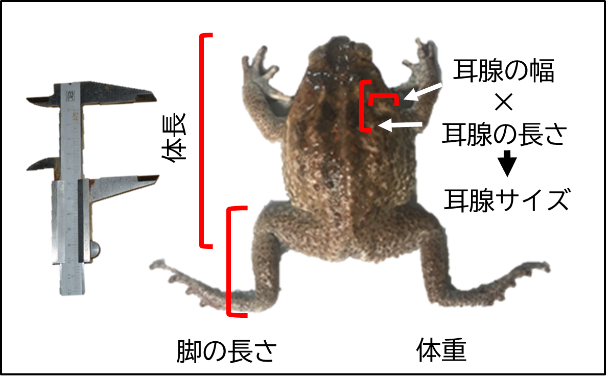 図３　計測項目の画像