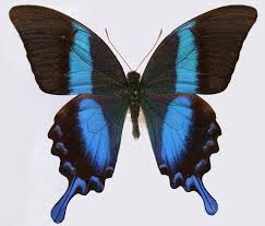 Papilio blumeiの画像