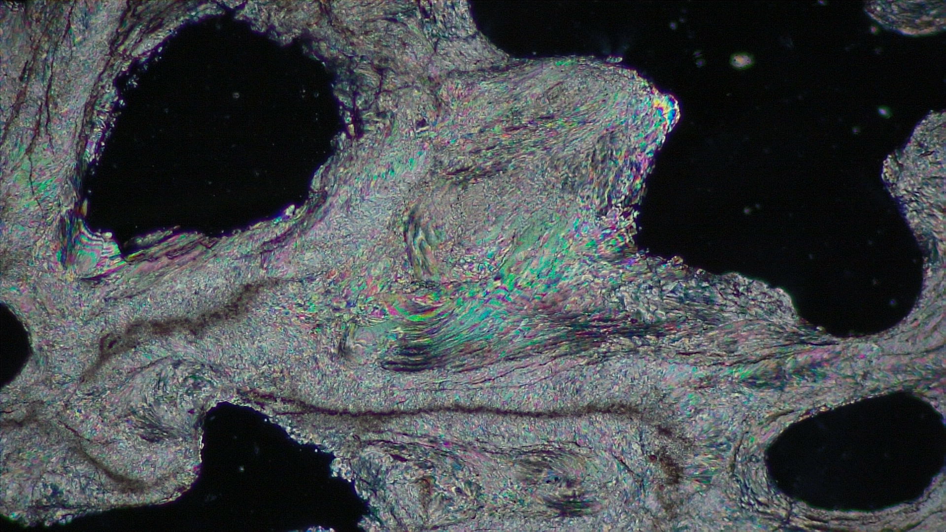 偏光顕微鏡写真<i>Acropora</i> sp.骨格薄片の画像