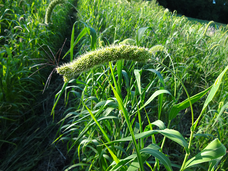 「猫足あわ」（岩手県二戸市）の画像