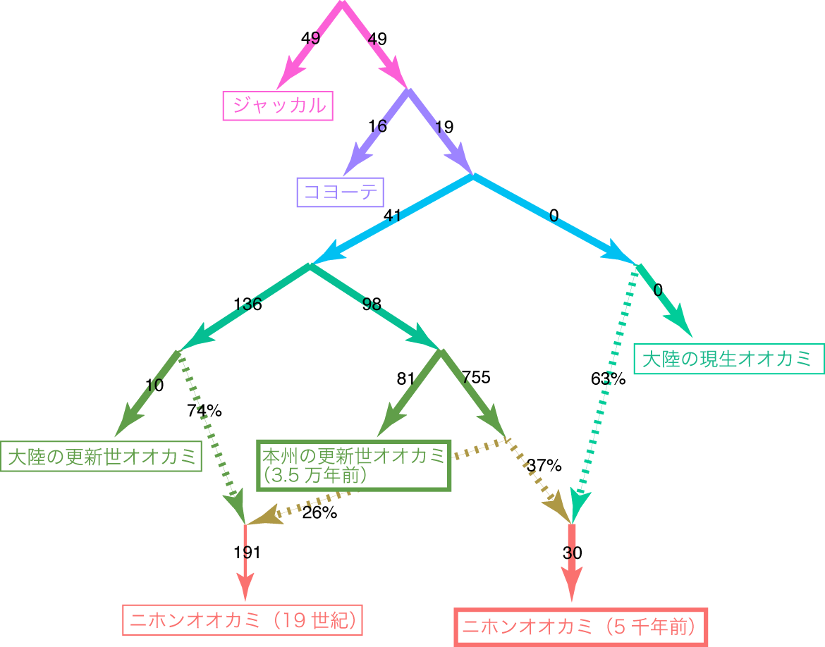 図４　核ゲノムデータに基づく更新世オオカミ集団と大陸の現生オオカミ集団の関係と交雑の歴史
3万5000年前の日本の更新世オオカミの集団と大陸のオオカミに由来する集団の交雑により、ニホンオオカミが成立した。の画像