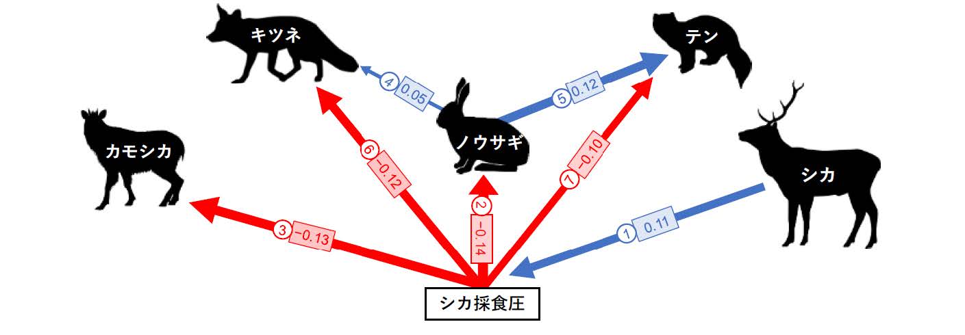 図1．シカが他の在来哺乳類に及ぼす連鎖的影響。青色の矢印は正の影響、赤色の矢印は負の影響を表している。の画像
