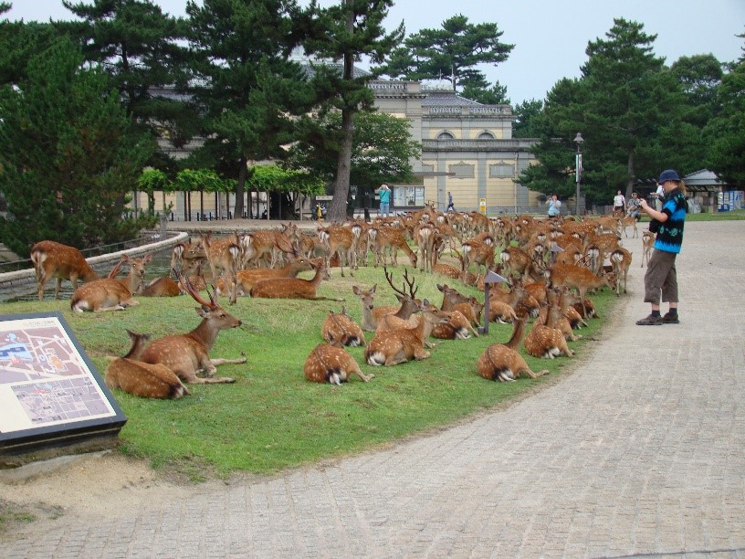 図2 奈良公園のニホンジカ （撮影 鳥居春己）の画像