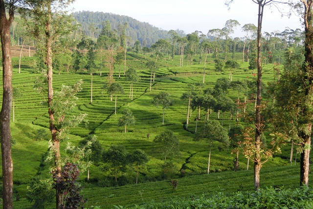 Pagiliranの茶畑。陰の木は風と日差しを和らげます。の画像