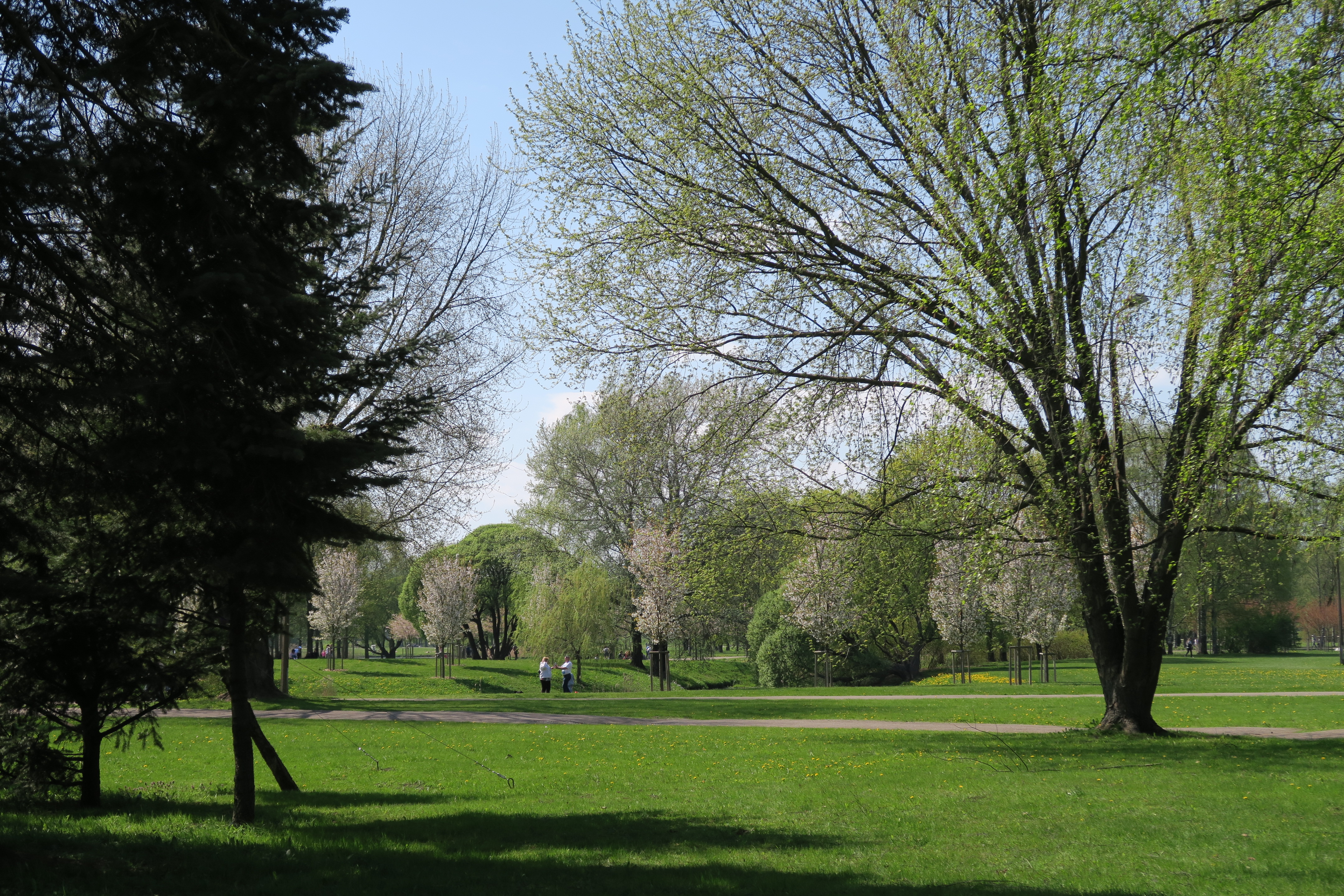 ウズアラス公園の桜の画像