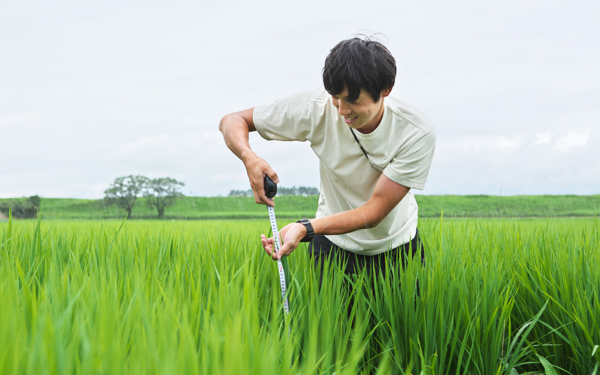 田んぼで作業する佐藤さん