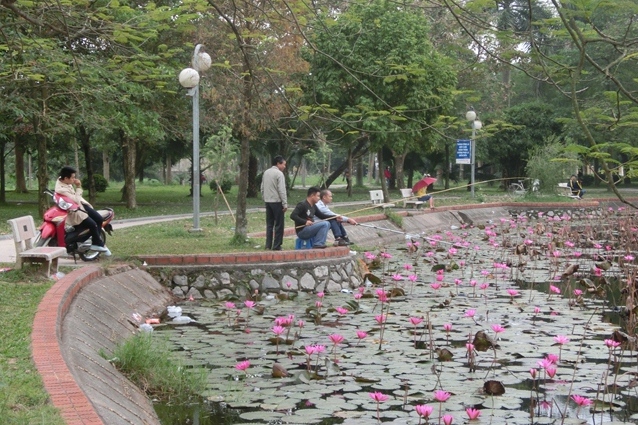 キャンパスの池の熱帯スイレンは満開。の画像