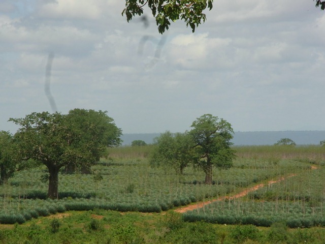 サイザル麻畑のバオバブの木の画像