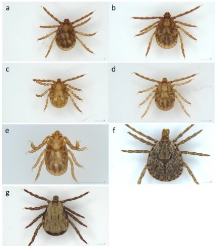 東北地方の離島で確認された南方系マダニ類の画像