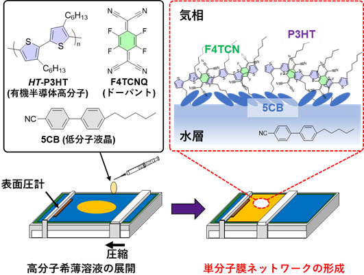 図1 液晶混合展開法のイメージ図. 通常は水面で凝集してしまうような有機半導体高分子であっても、両親媒性の低分子液晶とともに水面に展開することで、単分子膜を形成することができる。また、表面圧や積層数などを調整することで、膜密度や分子配向、幾何次元なども制御することができる。の画像