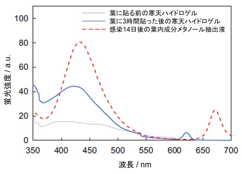 図3　青枯病菌による感染14日後のトマトの葉表面に貼る前（青色点線）と3時間貼った後（青色実線）の寒天ハイドロゲルの蛍光スペクトル。赤色点線は青枯病菌による感染14日後のトマト葉内成分のメタノール抽出液の蛍光スペクトル。の画像