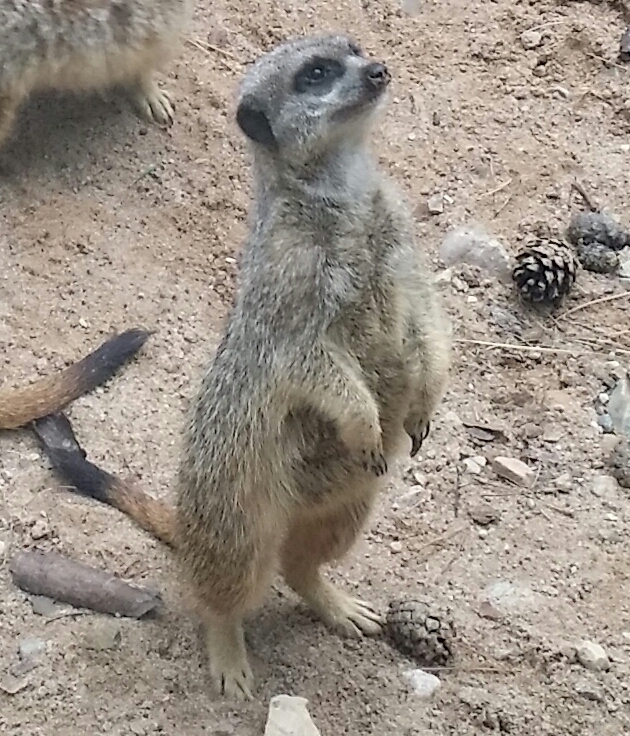 リガの動物園にいたミーアキャットの画像