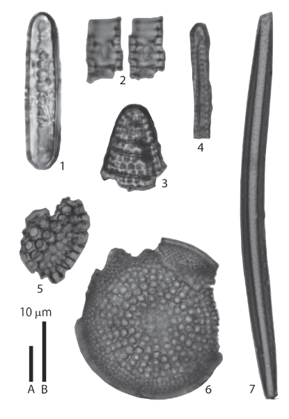 図7　軟質泥岩礫から産出した珪藻化石：
1. Copula of Denticulopsis simonsenii Yanagisawa and Akiba or its related species (Denticulopsis vulgaris (Okuno) Yanagisawa and Akiba, Denticulopsis praekatayamae Yanagisawa and Akiba, Denticulopsis katayamae Maruyama).
2. Fragment of Denticulopsis simonsenii or its related species.
3. Fragment of Epithemia sp.?
4. Fragment of Thalassionema nitzschioides (Grunow) Mereschkowsky?
5. Fragment of Coscinodiscus marginatus Eherenberg?
6. Actinocyclus ingens f. ingens (Rattray) Whiting and Schrader
7. 海綿の骨針
スケール A:6,7; スケール B:1-5の画像