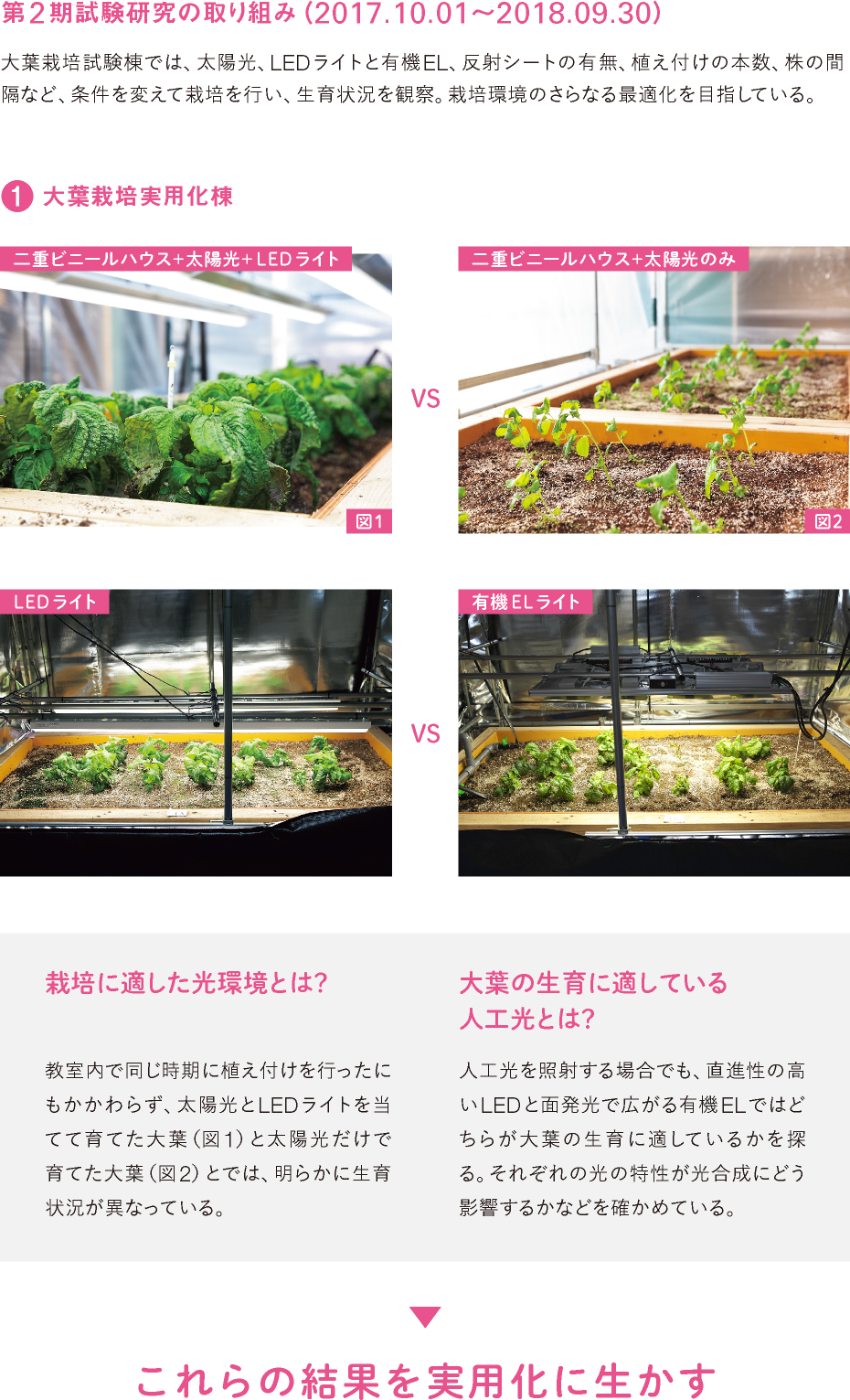 第2期試験研究の取り組み（2017.10.01〜2018.09.30）／1. 大葉栽培実用化棟