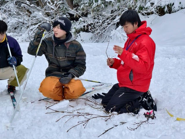 採取した木の芽の観察