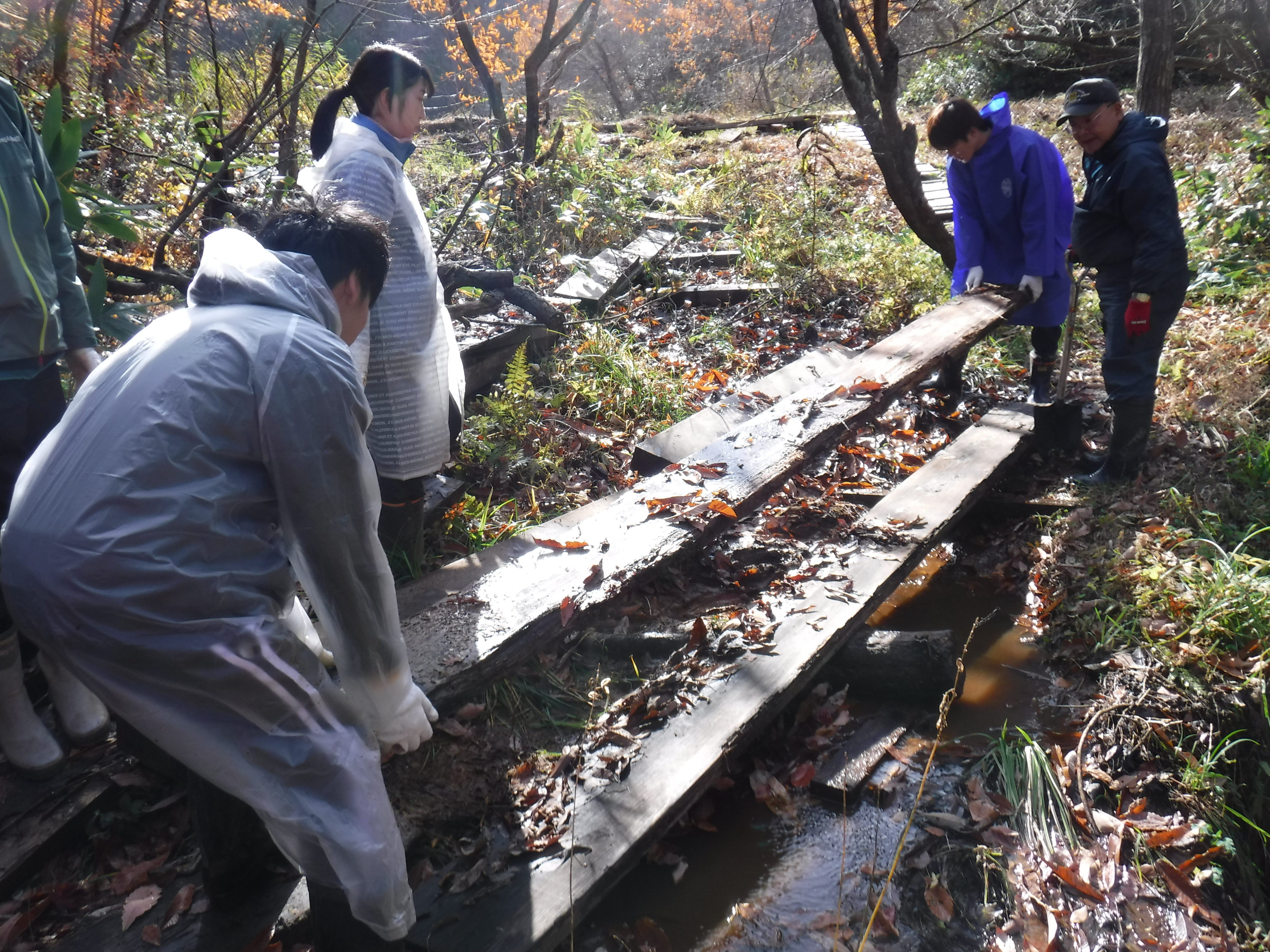 湿原を保護するための整備活動