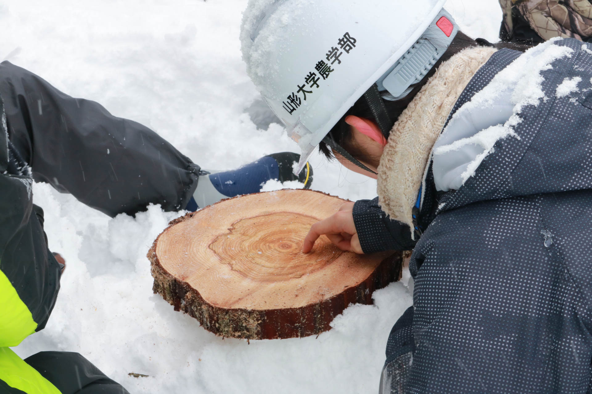 年輪から木の生長を観察